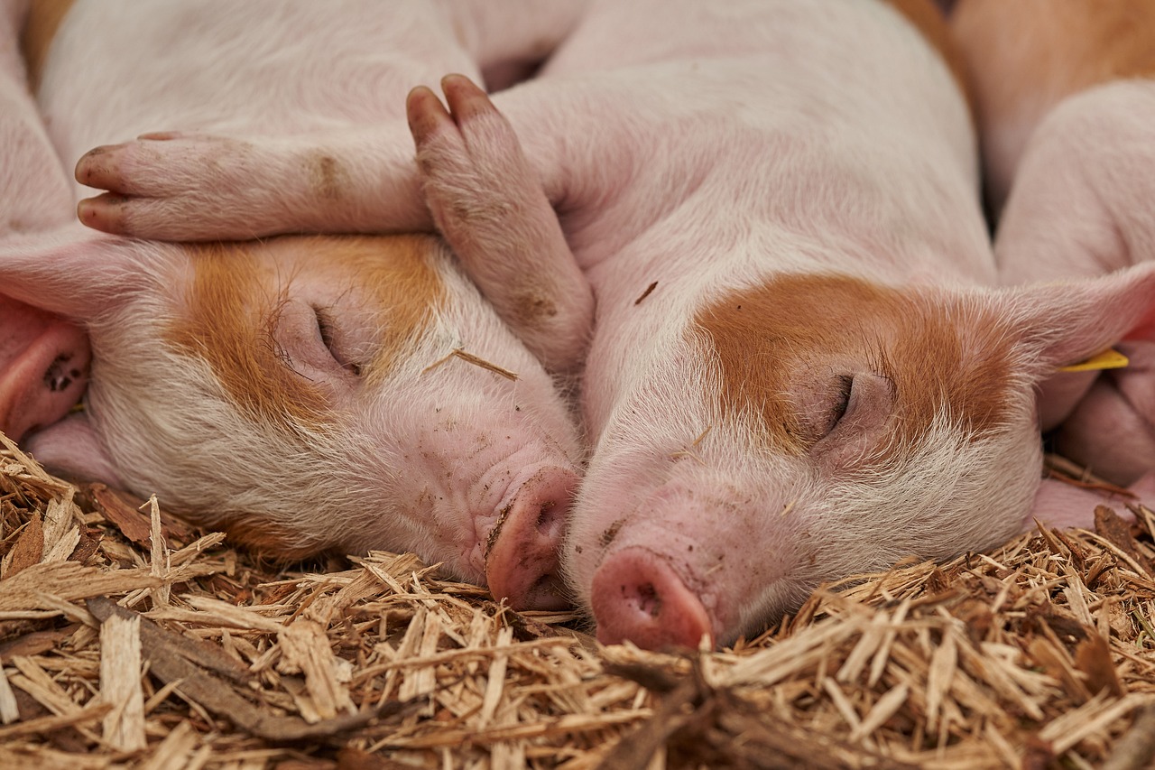 Sleep Science - Unraveling the Mystery with Philosophy